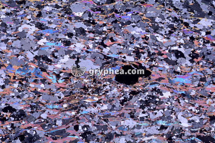 Gneiss à 2 micas (Limousin) LPA x3,5 - gryphea.com